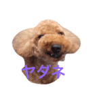 トイプードルの一言（個別スタンプ：3）