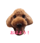 トイプードルの一言（個別スタンプ：4）