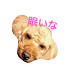 トイプードルの一言（個別スタンプ：5）