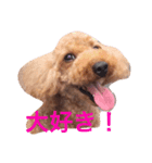 トイプードルの一言（個別スタンプ：7）