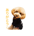 トイプードルまりも（個別スタンプ：5）