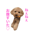 トイプードルまりも（個別スタンプ：6）