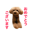 トイプードルまりも（個別スタンプ：8）