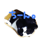 うちのきゃわゆいにゃんこスタンプ（個別スタンプ：1）