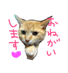 うちのきゃわゆいにゃんこスタンプ（個別スタンプ：2）