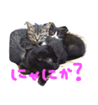 うちのきゃわゆいにゃんこスタンプ（個別スタンプ：4）