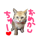 うちのきゃわゆいにゃんこスタンプ（個別スタンプ：5）