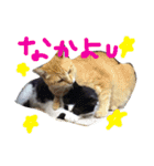 うちのきゃわゆいにゃんこスタンプ（個別スタンプ：7）