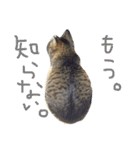 うちのきゃわゆいにゃんこスタンプ（個別スタンプ：11）