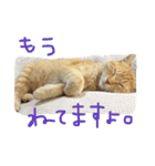 うちのきゃわゆいにゃんこスタンプ（個別スタンプ：12）