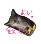 うちのきゃわゆいにゃんこスタンプ（個別スタンプ：14）