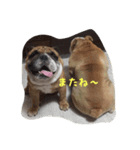 Bー太と一歩（個別スタンプ：9）
