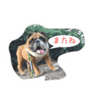 Bー太と一歩（個別スタンプ：12）