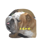 Bー太と一歩（個別スタンプ：13）