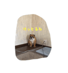 Bー太と一歩（個別スタンプ：14）