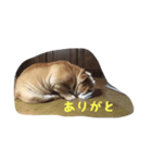 Bー太と一歩（個別スタンプ：16）
