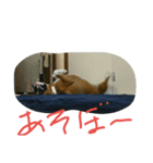 ボクサー（個別スタンプ：5）
