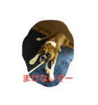 ボクサー（個別スタンプ：7）