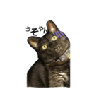 Speak cat.（個別スタンプ：1）