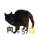 Speak cat.（個別スタンプ：2）