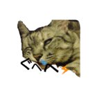 Speak cat.（個別スタンプ：5）