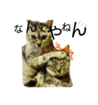 Speak cat.（個別スタンプ：6）