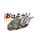 Speak cat.（個別スタンプ：7）