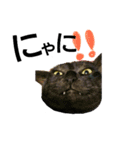 Speak cat.（個別スタンプ：8）