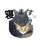 Speak cat.（個別スタンプ：9）