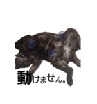 Speak cat.（個別スタンプ：10）
