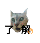 Speak cat.（個別スタンプ：11）