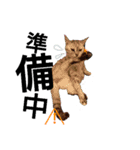 Speak cat.（個別スタンプ：12）