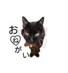 Speak cat.（個別スタンプ：13）