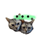 Speak cat.（個別スタンプ：14）