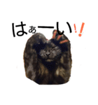 Speak cat.（個別スタンプ：16）
