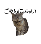Speak cat.（個別スタンプ：18）