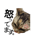 Speak cat.（個別スタンプ：19）