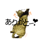 Speak cat.（個別スタンプ：20）