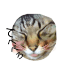 Speak cat.（個別スタンプ：23）