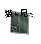 Speak cat.（個別スタンプ：24）