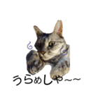 Speak cat.（個別スタンプ：26）
