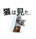 Speak cat.（個別スタンプ：28）