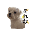 可愛い小太郎さんスタンプ（個別スタンプ：8）