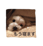可愛い小太郎さんスタンプ（個別スタンプ：11）