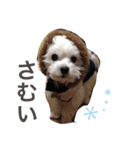 可愛い小太郎さんスタンプ（個別スタンプ：13）