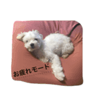 可愛い小太郎さんスタンプ（個別スタンプ：16）