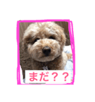 私のショコラ（個別スタンプ：1）