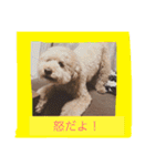 私のショコラ（個別スタンプ：4）