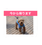 私のショコラ（個別スタンプ：9）