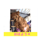 私のショコラ（個別スタンプ：12）